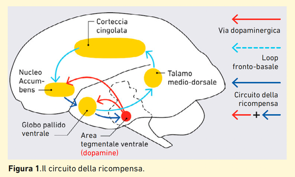 Il circuito della ricompensa.png